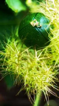 Mini passion fruit Stock Photos