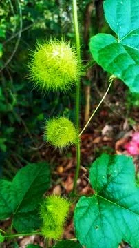 Mini passion fruit Stock Photos