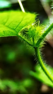 Mini passion fruit Stock Photos