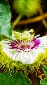 Mini passion fruit Stock Photos