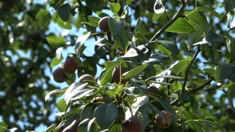 Mini pears on a tree swaying in the breeze Video stock 112297903