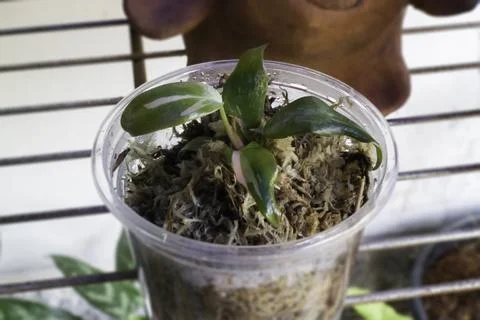 Mini philodendron pink princess in pot Stock Photos