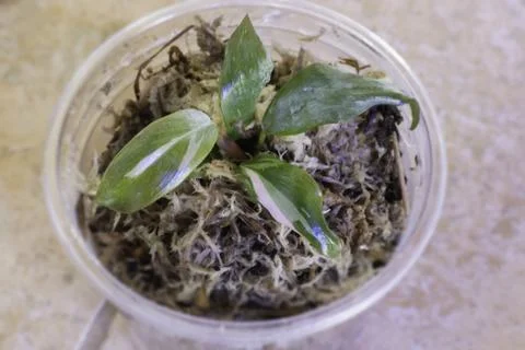 Mini philodendron pink princess in pot Stock Photos
