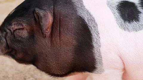 Mini Pig Exploring at Exotic Zoo 動画素材 307289745