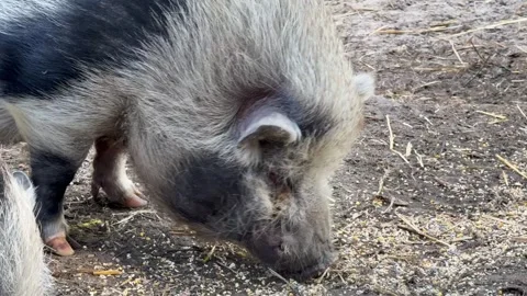 Mini pig pigs eating feed from ground livestock animal farm Vidéo 321054307