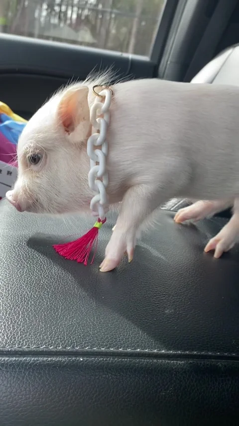 Mini Pig Poses With Fresh Bling, Edinboro, Pennsylvania, USA - 24 Mar 2023 Stock Footage 241837702