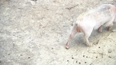 Mini pigs are grazed on a rocks ground Video stock 92915649