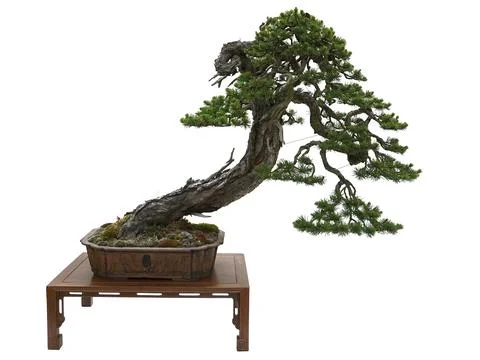 Mini pine bent to the ground in a pot. Bonsai tree Stock Photos