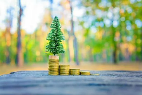 Mini Pine Tree on a Coin Stack in the Forest Foto stock