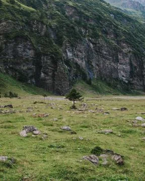 Mini pine tree Stock Photos