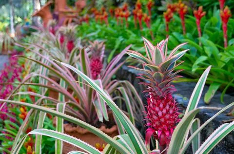 Mini pineapples that grow in a row Stock Photos