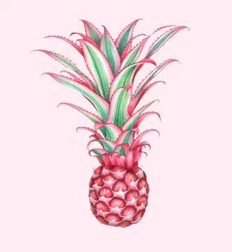 Mini pink pineapple isolated on white background. Watercolor illustration. 스톡 일러스트