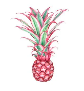 Mini pink pineapple isolated on white background. Watercolor illustration. Stock Illustration