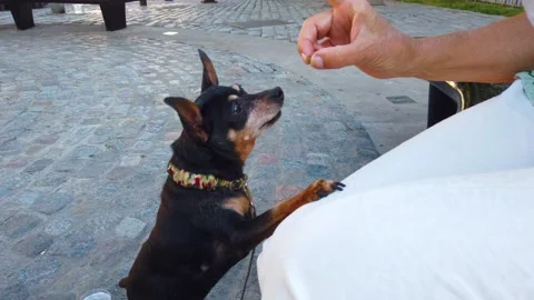 Mini pinscher dog, aging small miniature pet begging for food, owner's hand Stock Footage 299597327