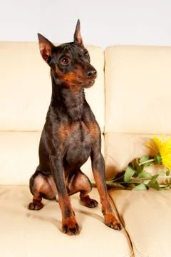 The Mini-Pinscher Foto stock