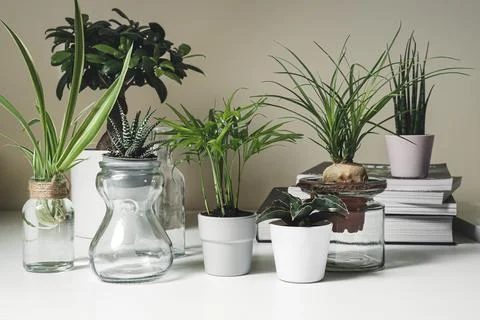 Mini plants in pots 스톡 사진