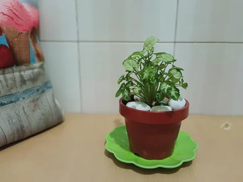 Mini plants from the tropics Stock Photos