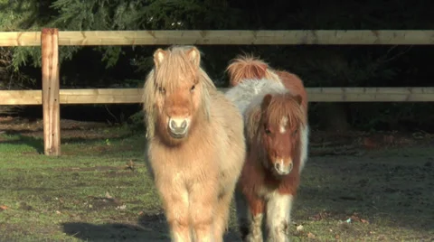 Mini ponies closeup Stock Footage 33784896