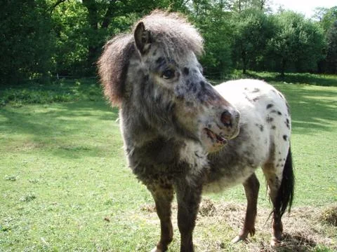 Mini pony Fotos Stock