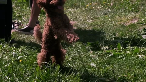 Mini poodle, dog playing in nature, dog in the grass in the sun Stock Footage 249411639