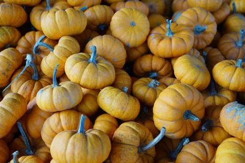 Mini pumpkin close up texture Stock Photos
