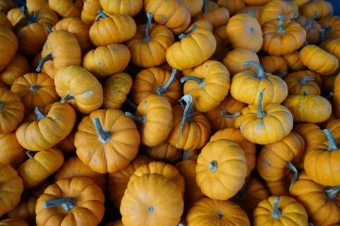Mini pumpkin close up texture Foto stock