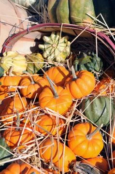 Mini pumpkin Stock Photos