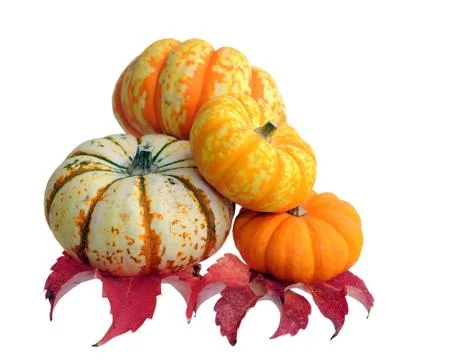 Mini pumpkin Stock Photos