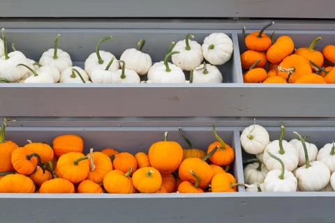 Mini Pumpkins in Bins Stock Photos