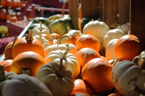 Mini Pumpkins Collection On Stand Stock Photos
