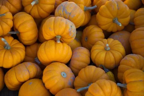 Mini pumpkins full frame background halloween or thanksgiving orange food agr Foto stock