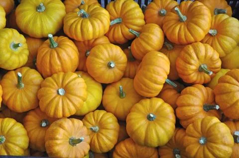 Mini pumpkins at market Stock Photos