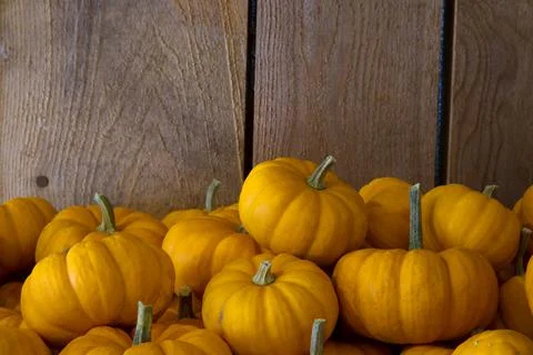 Mini pumpkins orange small squash halloween or thanksgiving decoration Stock Photos