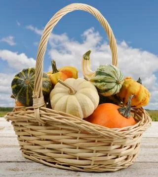 Mini pumpkins Stock Photos