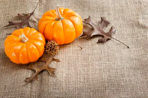 Mini pumpkins. Stock Photos