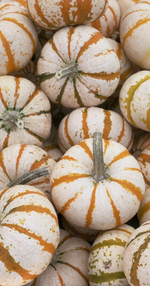 Mini pumpkins vertical Stock Footage 288521321
