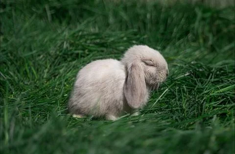Mini rabbit dutch ram sit and sleep on a green grass Stock Photos
