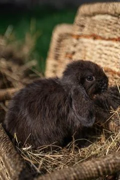 Mini rabbit dutch ram sitting on a wicker basket Stock Photos