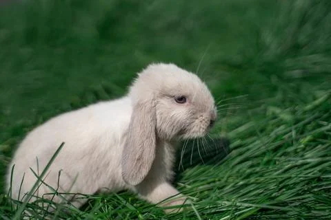 Mini rabbit dutch ram sitting on a green grass Stock Photos