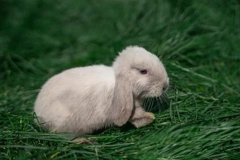 Mini rabbit dutch ram sitting on a green grass Stock Photos