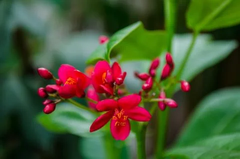 Mini red flower Stock Photos