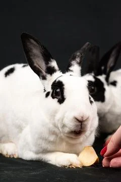 Mini rex rabbit, isolated on black background Stock Photos