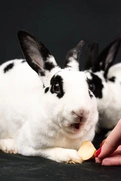Mini rex rabbit, isolated on black background Stock Photos