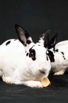 Mini rex rabbit, isolated on black background Stock Photos
