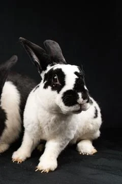 Mini rex rabbit, isolated on black background Stock Photos