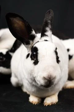 Mini rex rabbit, isolated on black background Stock Photos
