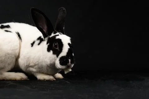 Mini rex rabbit, isolated on black background Stock Photos