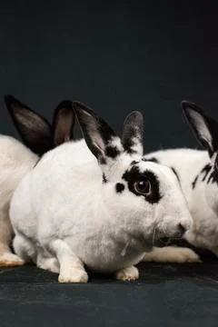Mini rex rabbit, isolated on black background Stock Photos
