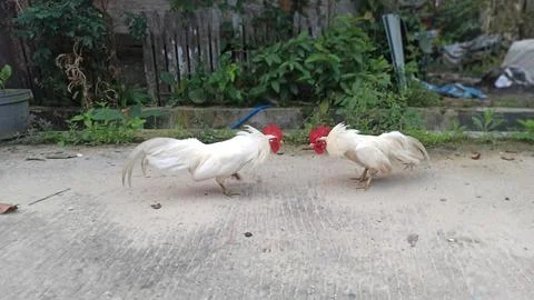 MINI ROCKS 스톡 사진