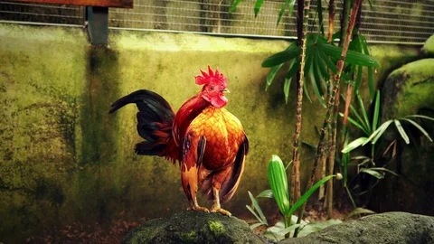 Mini rooster crowing in early morning Stock-Footage 74783144